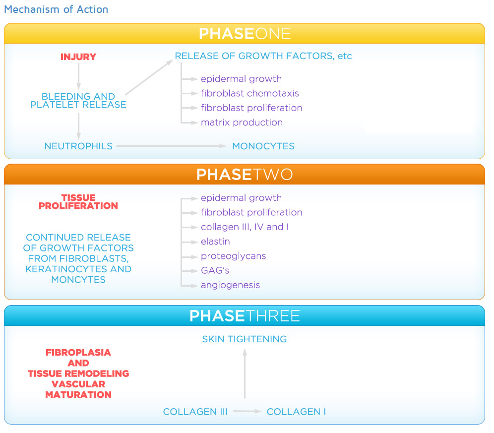 Infographic: Mechanism of Action - Phase 1: Injury; Phase 2: Tissue Proliferation; Phase 3: Fibroplasia and tissue remodeling vascular maturation