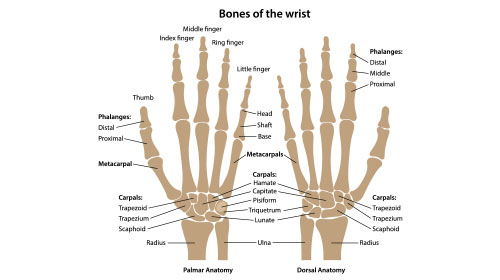 Bones of the wrist labeled. Palm view and back view