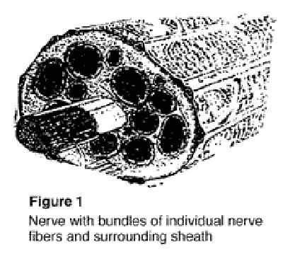 Figure 1: Nerve with bundles of individual nerve fibers and surrounding sheath